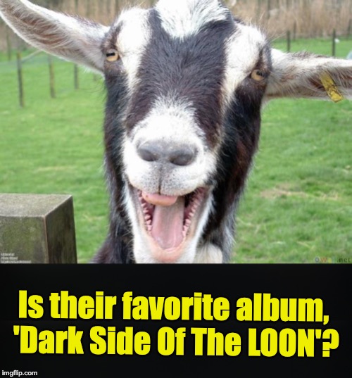 Is their favorite album, 'Dark Side Of The LOON'? | image tagged in funny goat | made w/ Imgflip meme maker