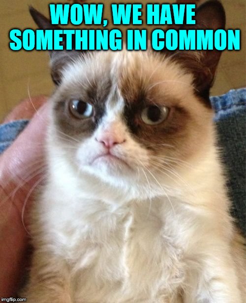 Grumpy Cat Meme | WOW, WE HAVE SOMETHING IN COMMON | image tagged in memes,grumpy cat | made w/ Imgflip meme maker
