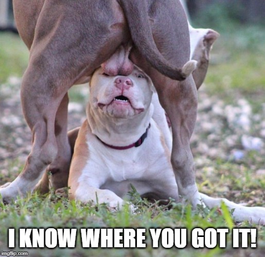 Dog Balls | I KNOW WHERE YOU GOT IT! | image tagged in dog balls | made w/ Imgflip meme maker
