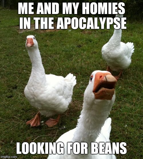 Gang of geese | ME AND MY HOMIES IN THE APOCALYPSE; LOOKING FOR BEANS | image tagged in gang of geese | made w/ Imgflip meme maker
