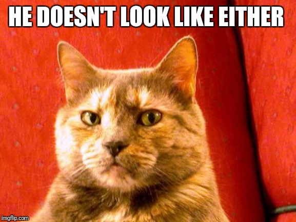 Suspicious Cat Meme | HE DOESN'T LOOK LIKE EITHER | image tagged in memes,suspicious cat | made w/ Imgflip meme maker