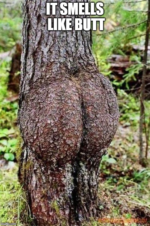 Sexy Tree | IT SMELLS LIKE BUTT | image tagged in sexy tree | made w/ Imgflip meme maker