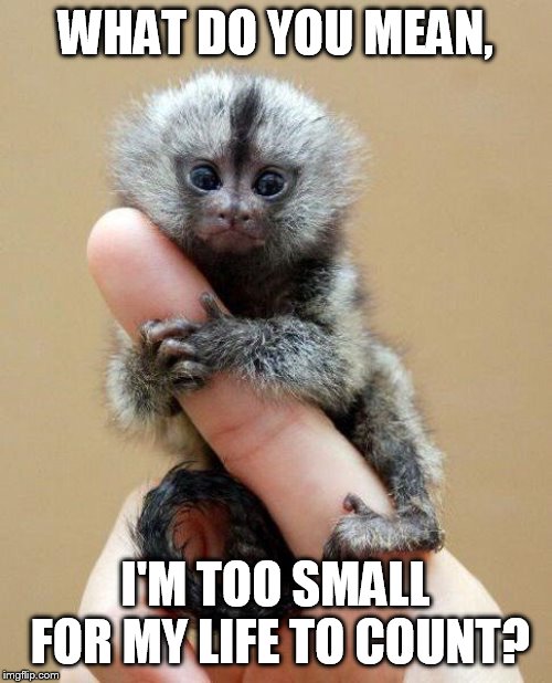 abortion candidate | WHAT DO YOU MEAN, I'M TOO SMALL FOR MY LIFE TO COUNT? | image tagged in tiny monkey | made w/ Imgflip meme maker