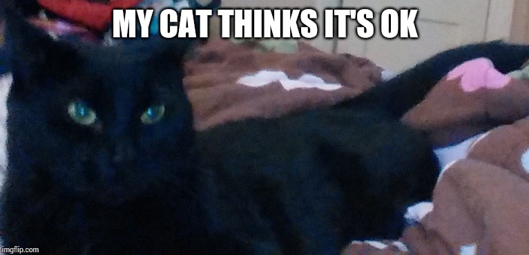 Sarah, my cat | MY CAT THINKS IT'S OK | image tagged in sarah my cat | made w/ Imgflip meme maker