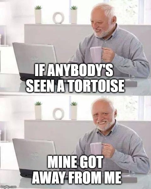 Hide the Pain Harold Meme | IF ANYBODY'S SEEN A TORTOISE MINE GOT AWAY FROM ME | image tagged in memes,hide the pain harold | made w/ Imgflip meme maker