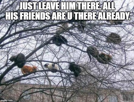 Cat Tree | JUST LEAVE HIM THERE. ALL HIS FRIENDS ARE U THERE ALREADY. | image tagged in cat tree | made w/ Imgflip meme maker
