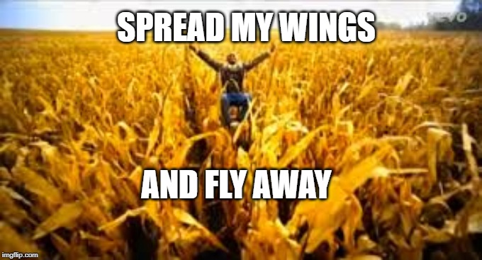 SPREAD MY WINGS; AND FLY AWAY | made w/ Imgflip meme maker