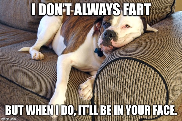 I DON’T ALWAYS FART; BUT WHEN I DO, IT’LL BE IN YOUR FACE. | image tagged in dogs,i don't always,farts | made w/ Imgflip meme maker