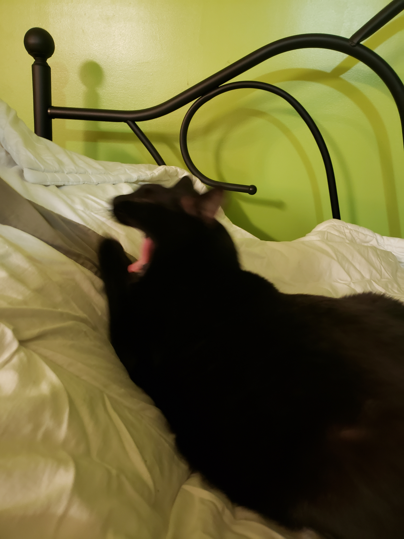The yawn of cat Blank Meme Template