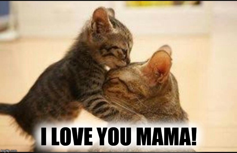 I LOVE YOU MAMA! | image tagged in kitties,mothers day,mothers,love,i love you | made w/ Imgflip meme maker