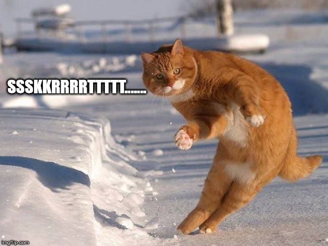 sskkrrrtttt..... cat | SSSKKRRRRTTTTT....... | image tagged in cats,cat,funny cat memes,funny cats,funny memes | made w/ Imgflip meme maker