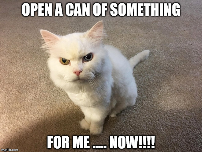 Cats are not that patient | OPEN A CAN OF SOMETHING; FOR ME ..... NOW!!!! | image tagged in hate cat,cats | made w/ Imgflip meme maker