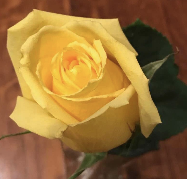 High Quality Single Yellow Rose Blank Meme Template