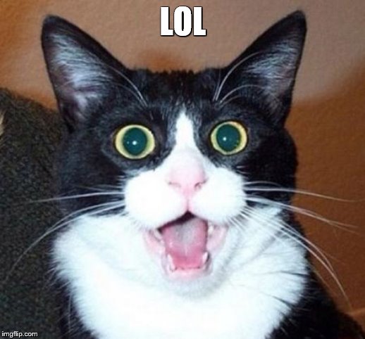 Surprised cat lol | LOL | image tagged in surprised cat lol | made w/ Imgflip meme maker