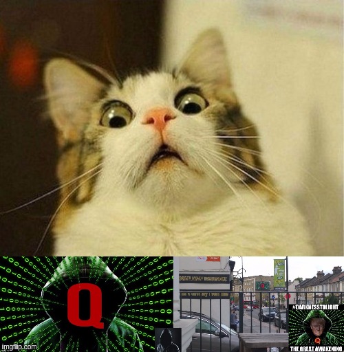 image tagged in memes,scared cat,the great awakening,qanon | made w/ Imgflip meme maker