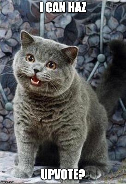 I can has cheezburger cat | I CAN HAZ; UPVOTE? | image tagged in i can has cheezburger cat | made w/ Imgflip meme maker