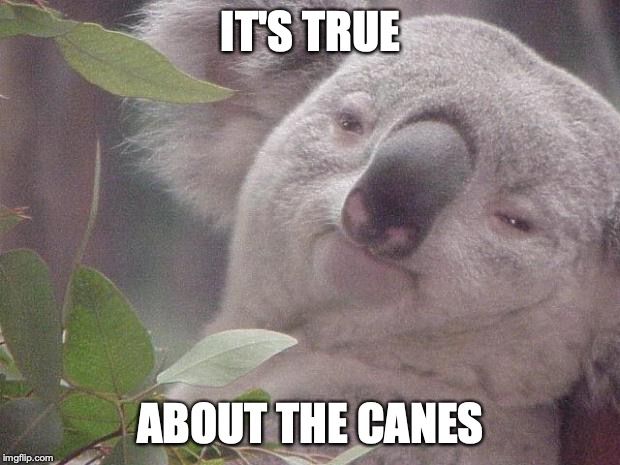 Dank Koala | IT'S TRUE ABOUT THE CANES | image tagged in dank koala | made w/ Imgflip meme maker