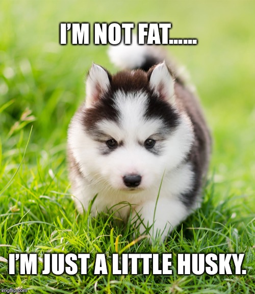 A little husky | I’M NOT FAT...... I’M JUST A LITTLE HUSKY. | image tagged in dog,husky,fat,big boned | made w/ Imgflip meme maker