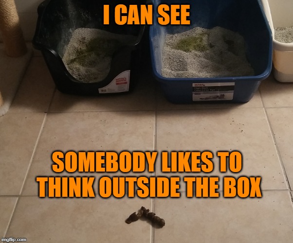 Not my picture but this is a problem with one of my cats | I CAN SEE; SOMEBODY LIKES TO THINK OUTSIDE THE BOX | image tagged in memes,think outside the box,poop,cats | made w/ Imgflip meme maker