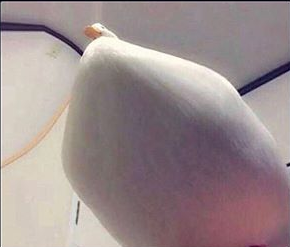 thicc ducc Blank Meme Template