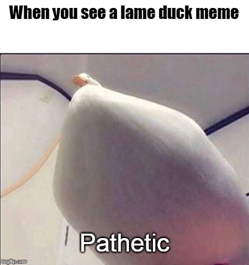 thicc ducc | When you see a lame duck meme; Pathetic | image tagged in thicc ducc | made w/ Imgflip meme maker