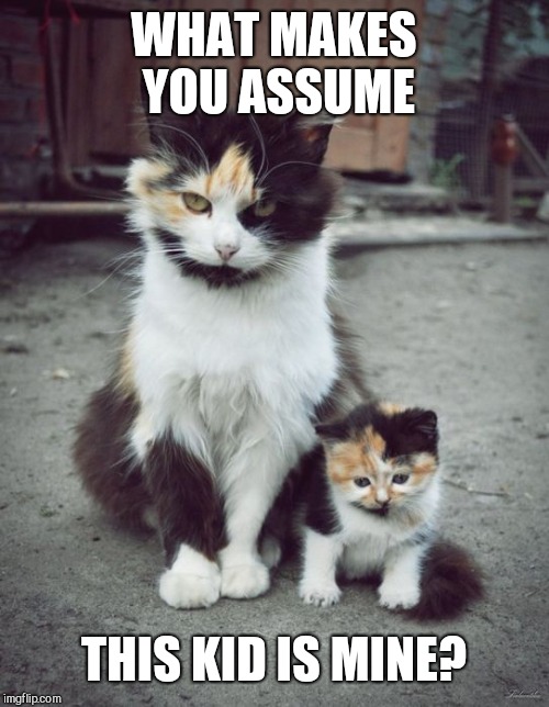 Butthurt liberal cat | WHAT MAKES YOU ASSUME; THIS KID IS MINE? | image tagged in cute cat,humor | made w/ Imgflip meme maker