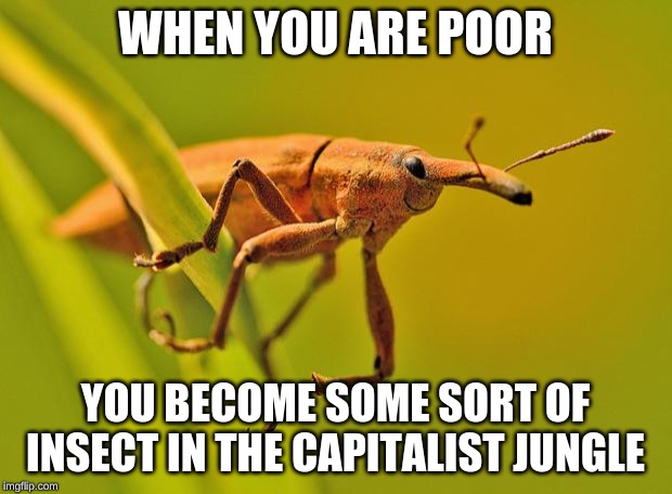 Happy Insect | WHEN YOU ARE POOR; YOU BECOME SOME SORT OF INSECT IN THE CAPITALIST JUNGLE | image tagged in happy insect | made w/ Imgflip meme maker