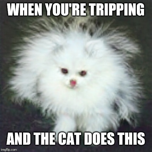 WHEN YOU'RE TRIPPING; AND THE CAT DOES THIS | image tagged in tripping,cats,dogs,animals,cats are awesome,cat | made w/ Imgflip meme maker