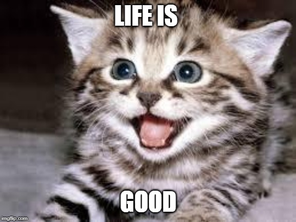 happy cat | LIFE IS; GOOD | image tagged in happy cat | made w/ Imgflip meme maker