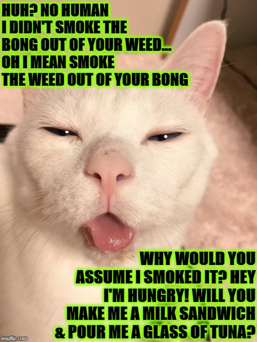 STONER CAT | HUH? NO HUMAN I DIDN'T SMOKE THE BONG OUT OF YOUR WEED... OH I MEAN SMOKE THE WEED OUT OF YOUR BONG; WHY WOULD YOU ASSUME I SMOKED IT? HEY I'M HUNGRY! WILL YOU MAKE ME A MILK SANDWICH & POUR ME A GLASS OF TUNA? | image tagged in stoner cat | made w/ Imgflip meme maker