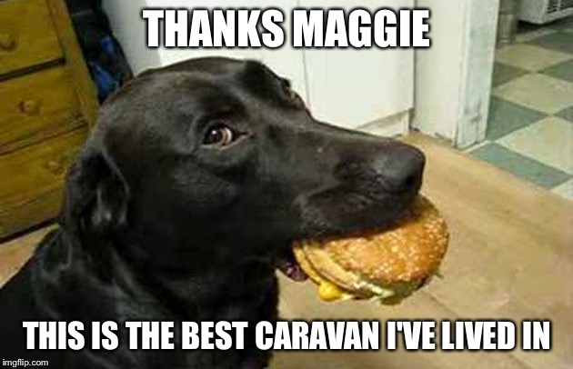 Labrador Burger | THANKS MAGGIE; THIS IS THE BEST CARAVAN I'VE LIVED IN | image tagged in labrador burger | made w/ Imgflip meme maker