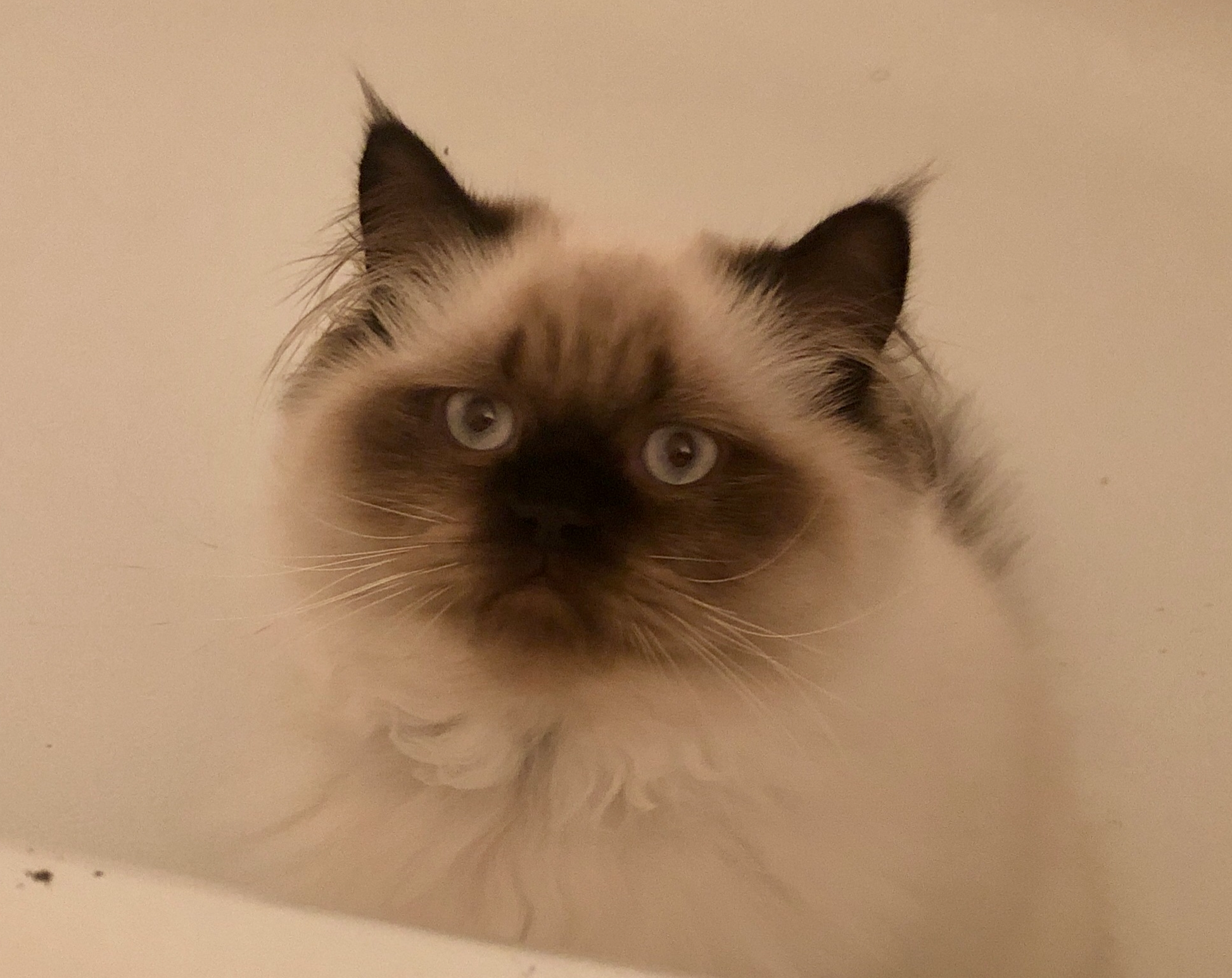 Tandy Hamm Blank Meme Template