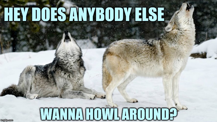 Zoo Week May 12-18 a Dankmaster546 and 1forpeace Event | HEY DOES ANYBODY ELSE; WANNA HOWL AROUND? | image tagged in memes,zoo week,wolves,want,singing,join me | made w/ Imgflip meme maker