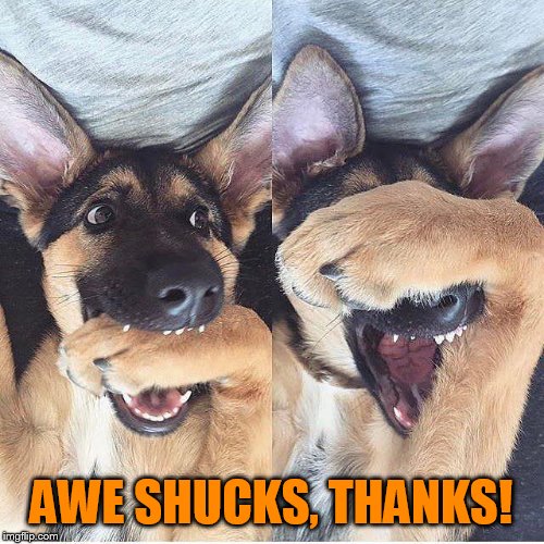 Shy dog | AWE SHUCKS, THANKS! | image tagged in shy dog | made w/ Imgflip meme maker