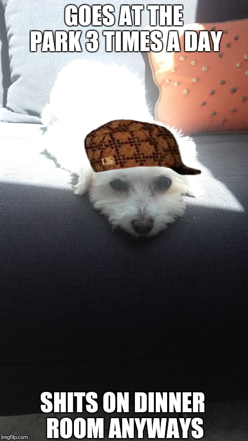 Scumbag Mina | GOES AT THE PARK 3 TIMES A DAY; SHITS ON DINNER ROOM ANYWAYS | image tagged in scumbag,scumbag hat,dog,cute dog | made w/ Imgflip meme maker