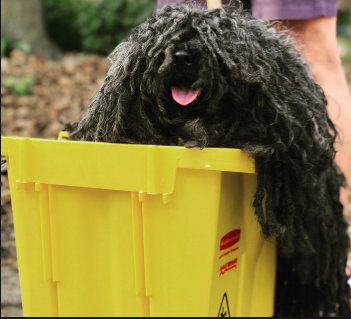 Mop dog Blank Meme Template