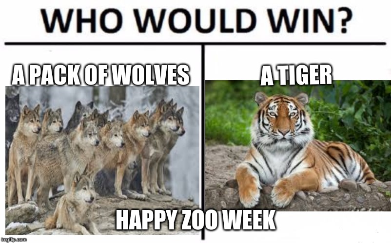 Have a great zoo week guys | A PACK OF WOLVES; A TIGER; HAPPY ZOO WEEK | image tagged in animals,zoo week,memes | made w/ Imgflip meme maker