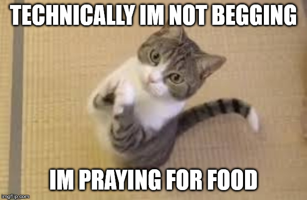 praying cat | TECHNICALLY IM NOT BEGGING; IM PRAYING FOR FOOD | image tagged in cat,funny cat memes,cat memes,cute cat,funny memes,funny | made w/ Imgflip meme maker