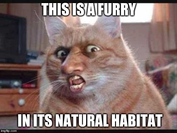 Furry | THIS IS A FURRY; IN ITS NATURAL HABITAT | image tagged in furry | made w/ Imgflip meme maker