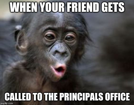 Ooooh monkey  | WHEN YOUR FRIEND GETS; CALLED TO THE PRINCIPALS OFFICE | image tagged in ooooh monkey | made w/ Imgflip meme maker