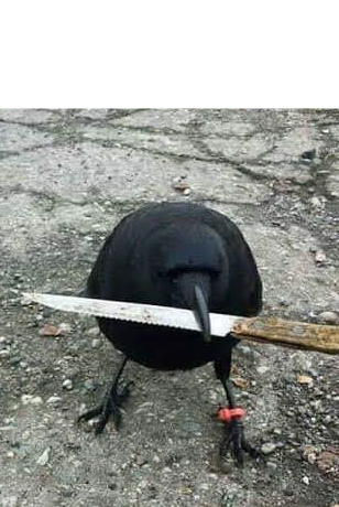 Dangerous Crow Blank Meme Template