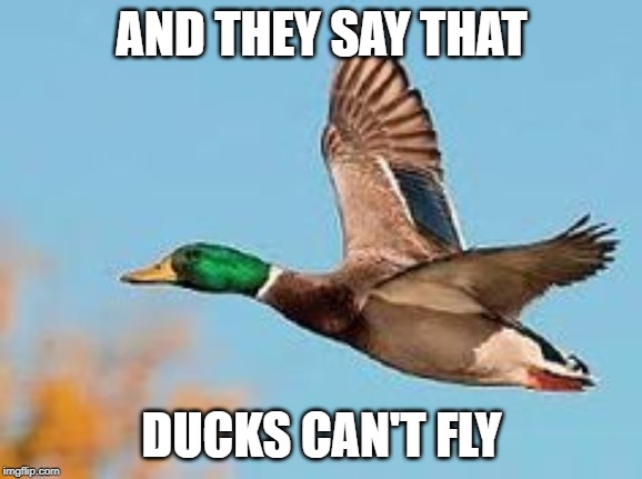 They say that ducks can't fly | AND THEY SAY THAT; DUCKS CAN'T FLY | image tagged in duck | made w/ Imgflip meme maker