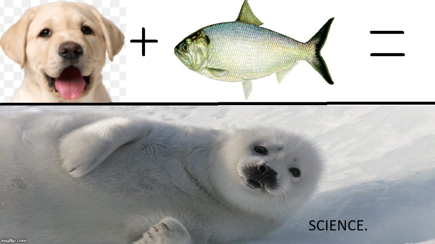 Change My Mind. | image tagged in nature,doge,seal | made w/ Imgflip meme maker