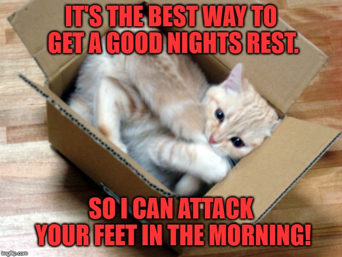 Cat in a Box | IT'S THE BEST WAY TO GET A GOOD NIGHTS REST. SO I CAN ATTACK YOUR FEET IN THE MORNING! | image tagged in cat in a box | made w/ Imgflip meme maker