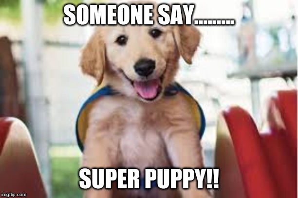 puppy | SOMEONE SAY......... SUPER PUPPY!! | image tagged in dog | made w/ Imgflip meme maker