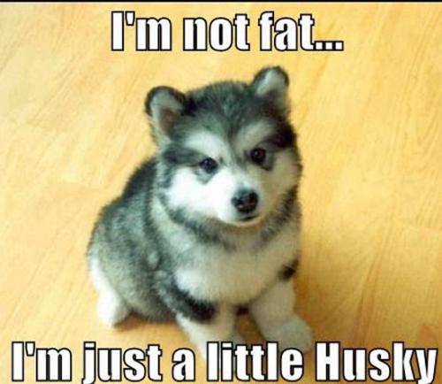 image tagged in funny,animals,dogs