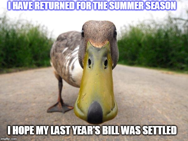 Duck | I HAVE RETURNED FOR THE SUMMER SEASON; I HOPE MY LAST YEAR'S BILL WAS SETTLED | image tagged in duck | made w/ Imgflip meme maker