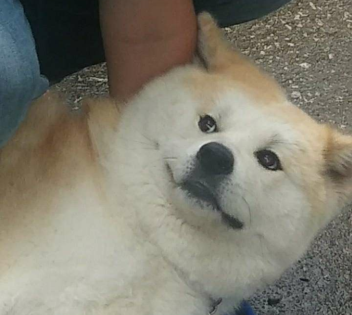 High Quality Doge looking towards the sky Blank Meme Template