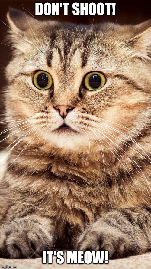 shocked cat | DON'T SHOOT! IT'S MEOW! | image tagged in shocked cat | made w/ Imgflip meme maker