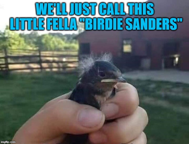I'll bet he's a "Freebird"... | WE'LL JUST CALL THIS LITTLE FELLA "BIRDIE SANDERS" | image tagged in birdie sanders,memes,birds,funny,bernie sanders,freebird | made w/ Imgflip meme maker